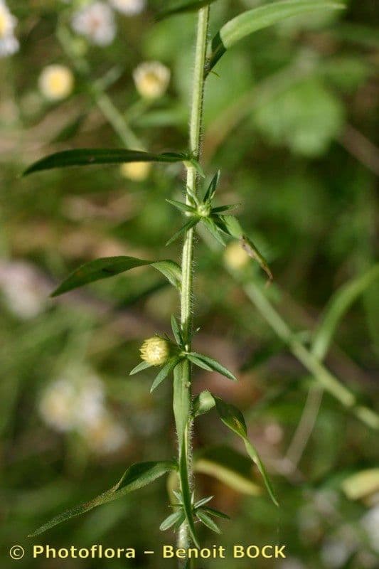 Astra 10
