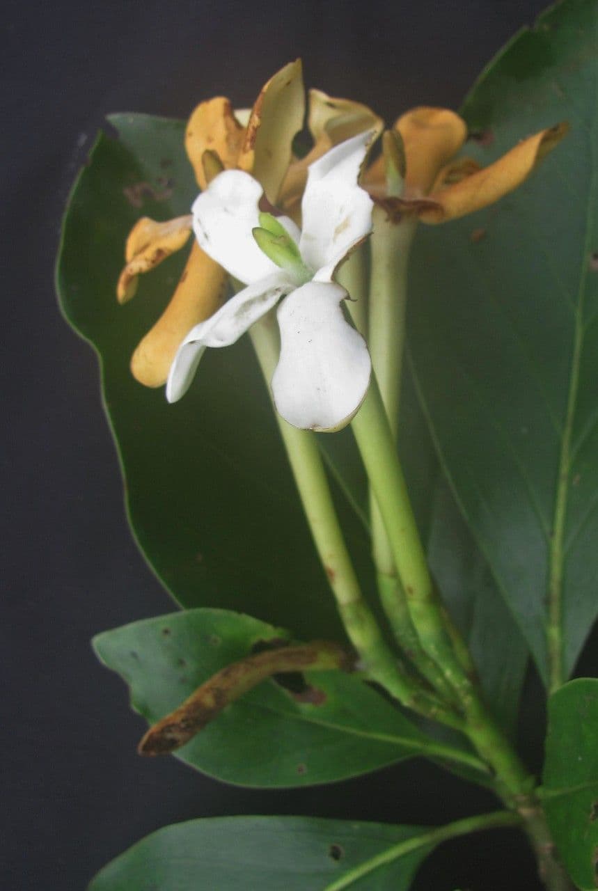 Cosmibuena 2