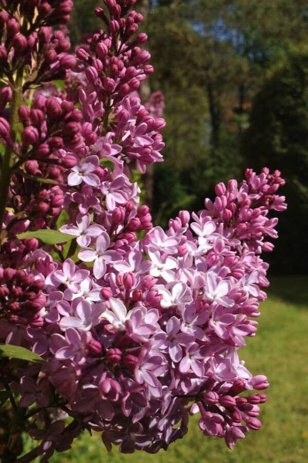 Common lilac 9