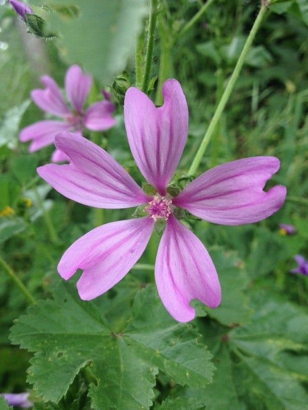 Malva selvatica 10