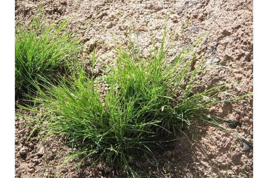 Danthonia a una spiga 10