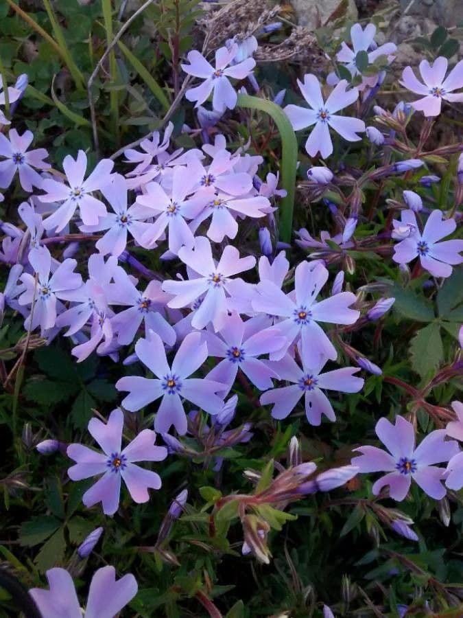 Phlox subulato 6