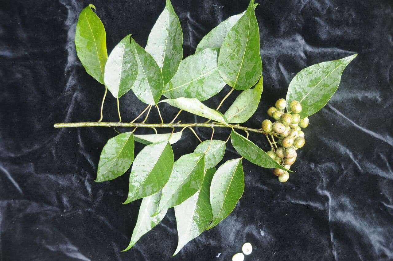 Balakata baccata 3