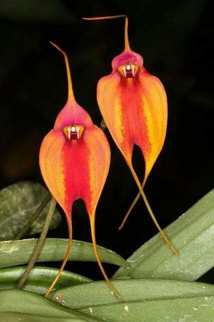 Masdevallia