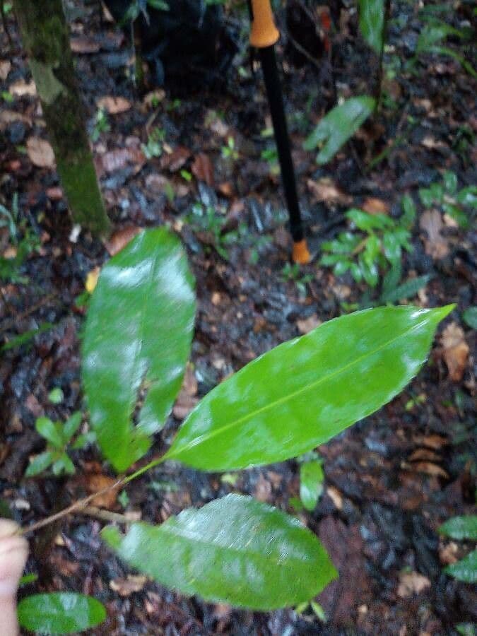 Sacoglottis 2