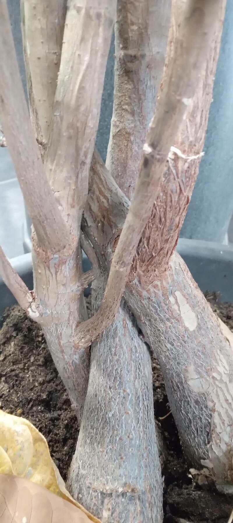 Pachira acquatica 25