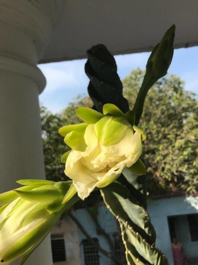 Cactus 4