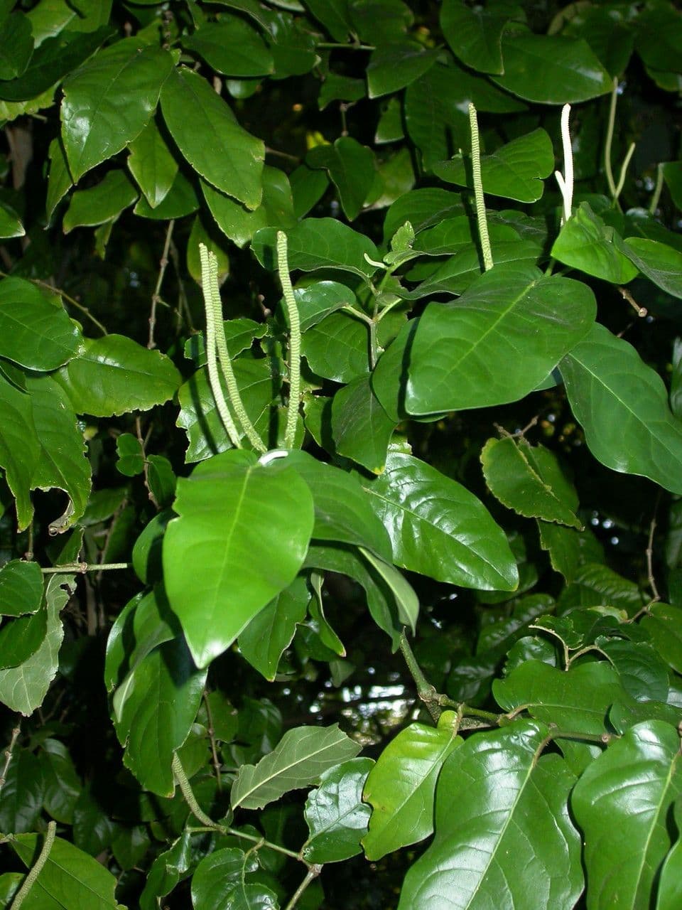 Pimienta tuberculada 18