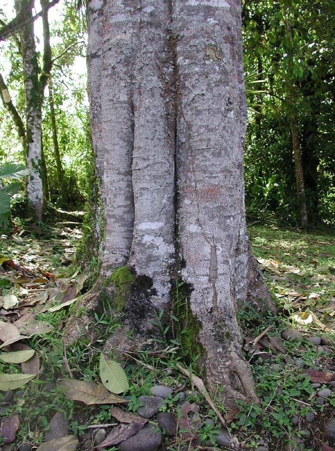 Zanthoxylum 12