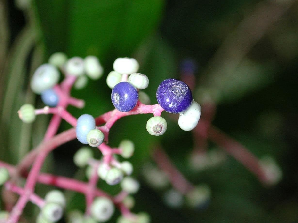 Miconia affine 4