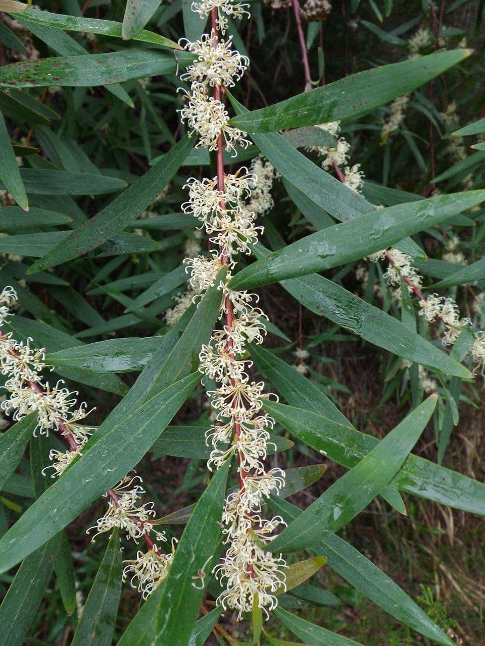 Weidenblättrige Hakea 8