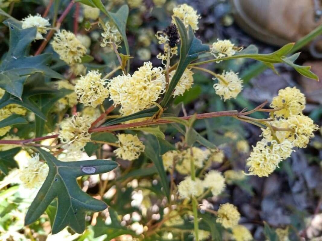 Grevillea