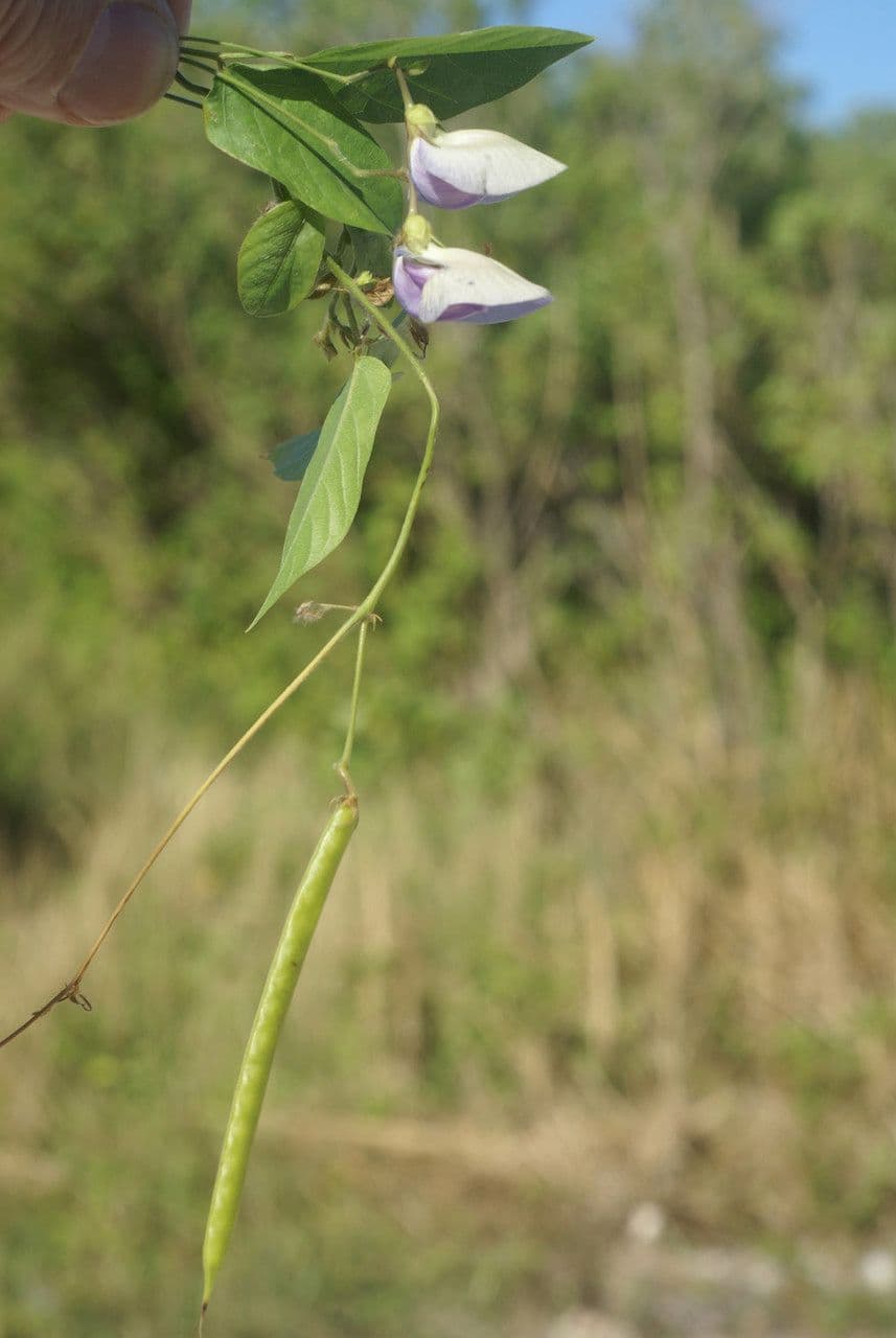 Centrosema pubescente 13