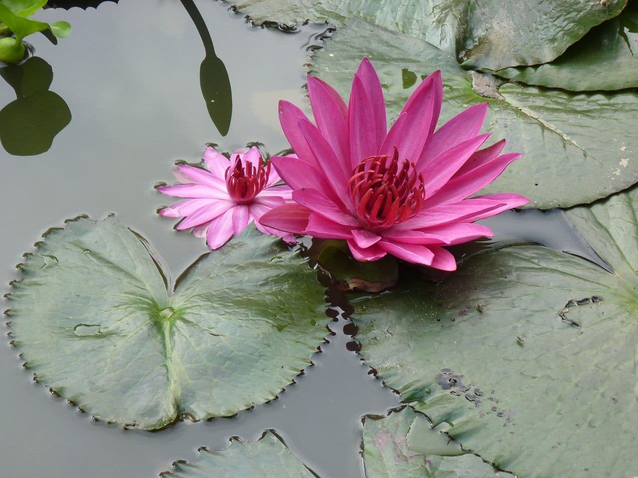 Ninfea pubescens 2
