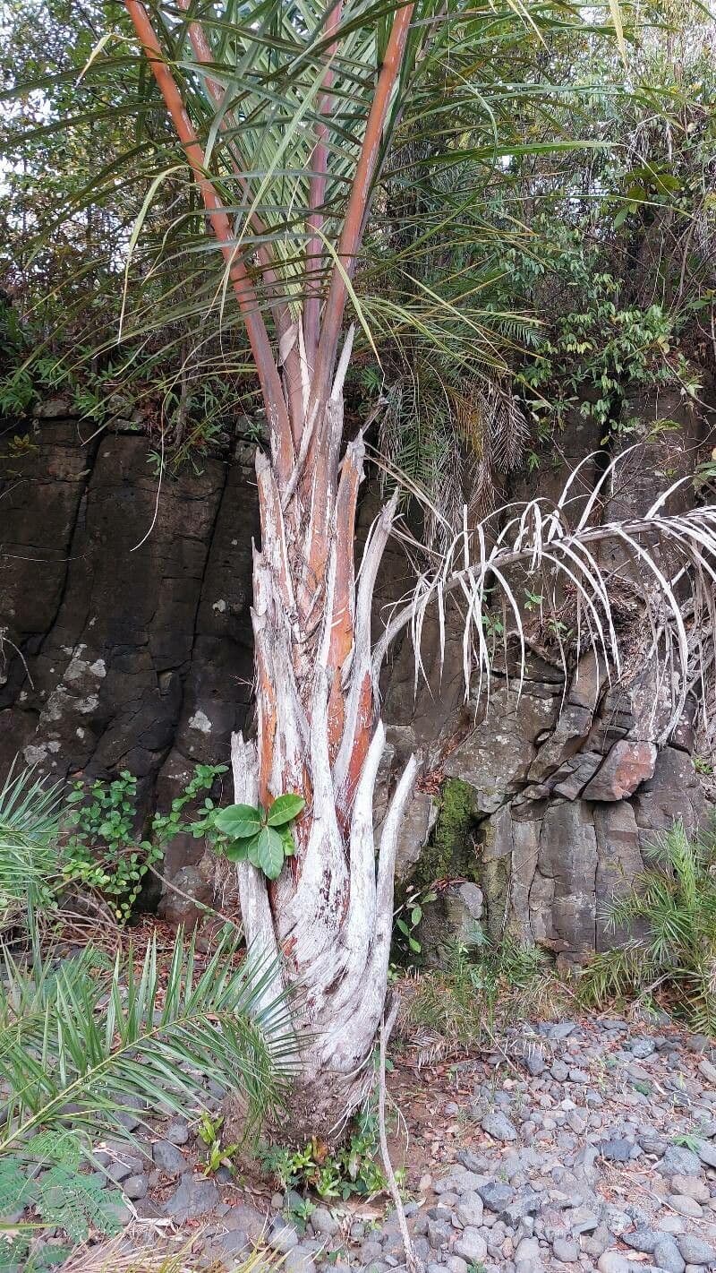 Palma da rafia 15