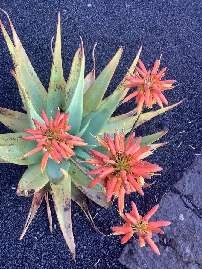 Aloe a spirale