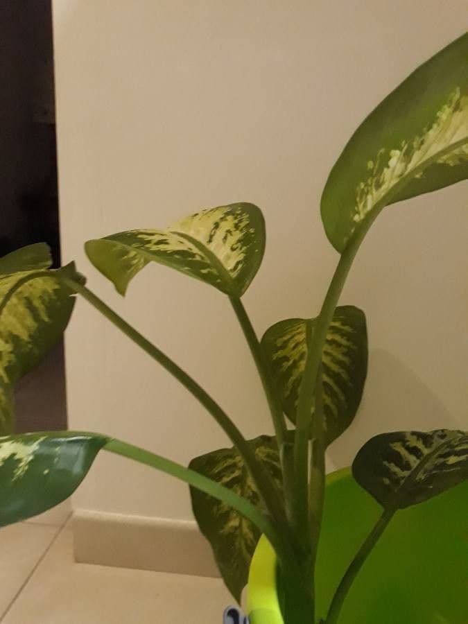Dieffenbachia 26