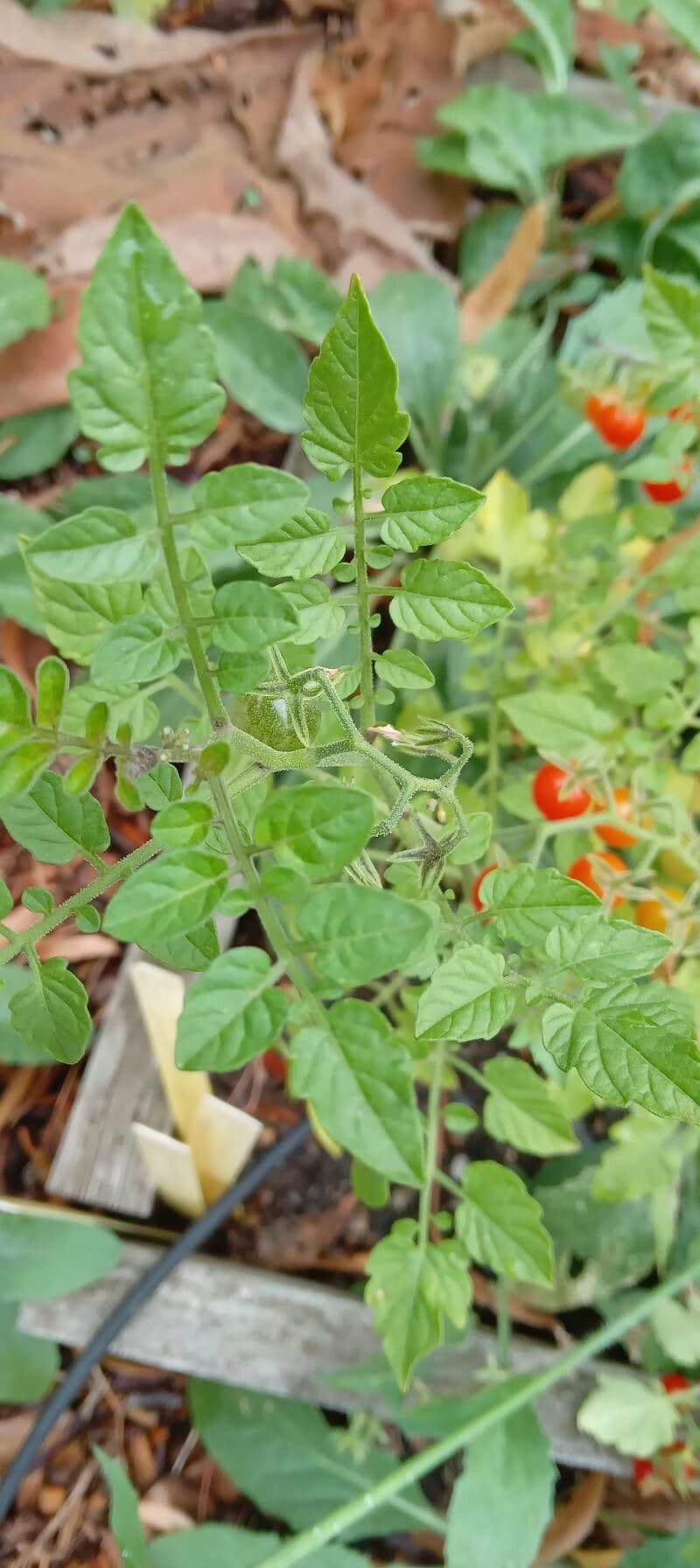 Pomodoro ribes 18