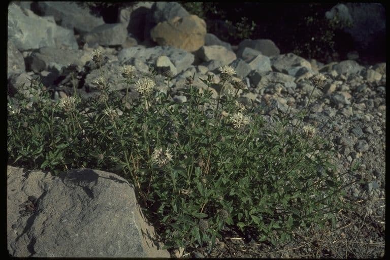Monardella 8
