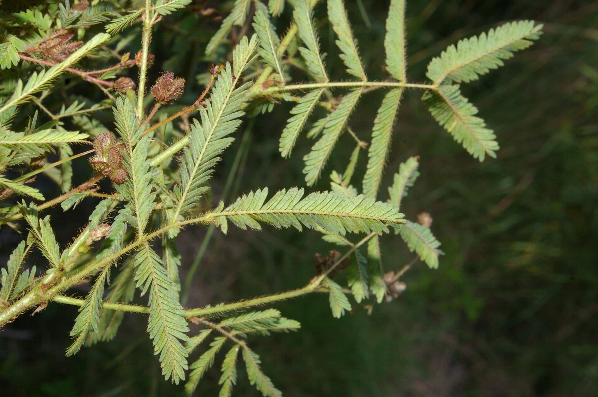 Mimosa 4