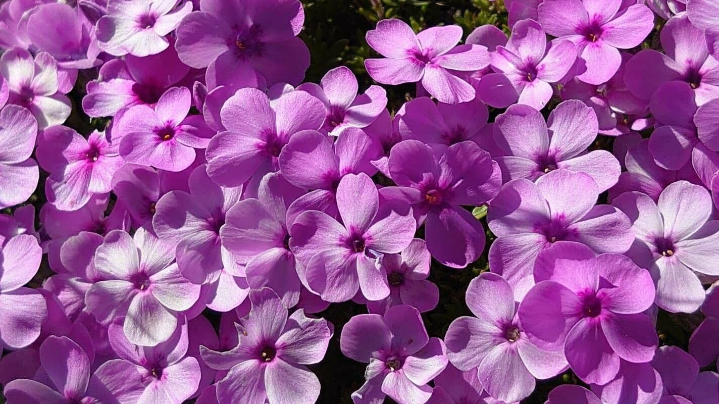 Flox di Douglas 4