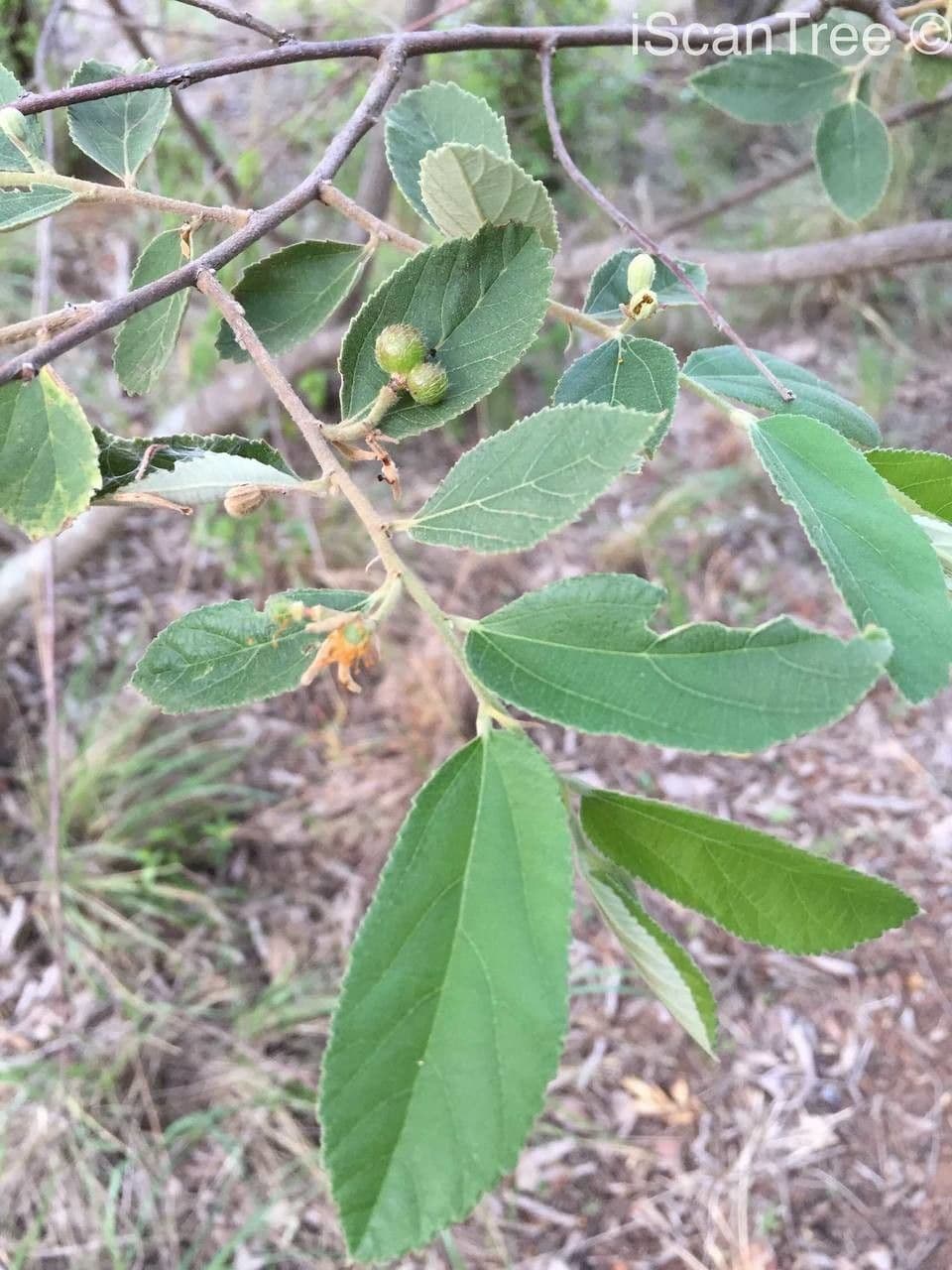 Grewia 11