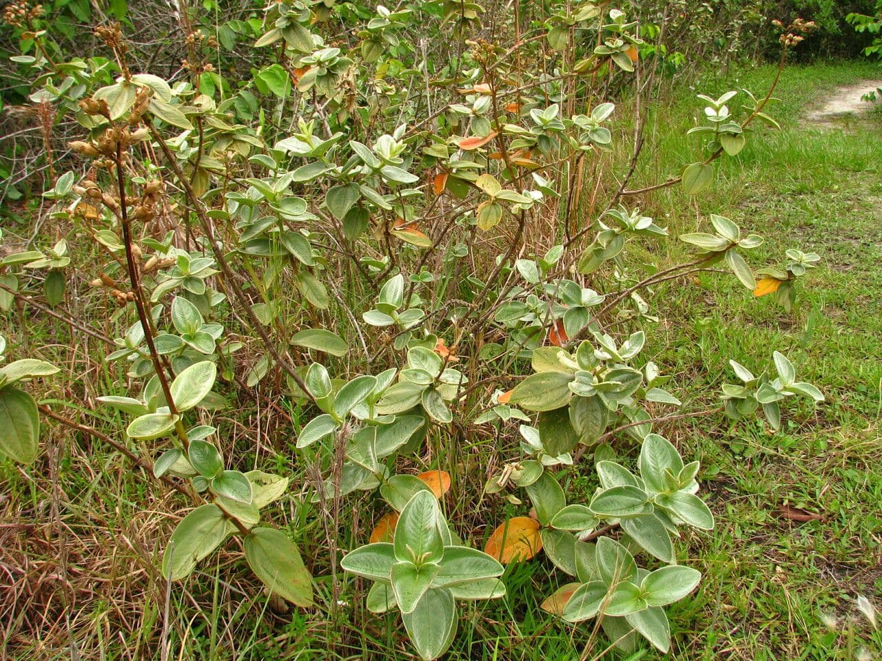 Pleroma 4