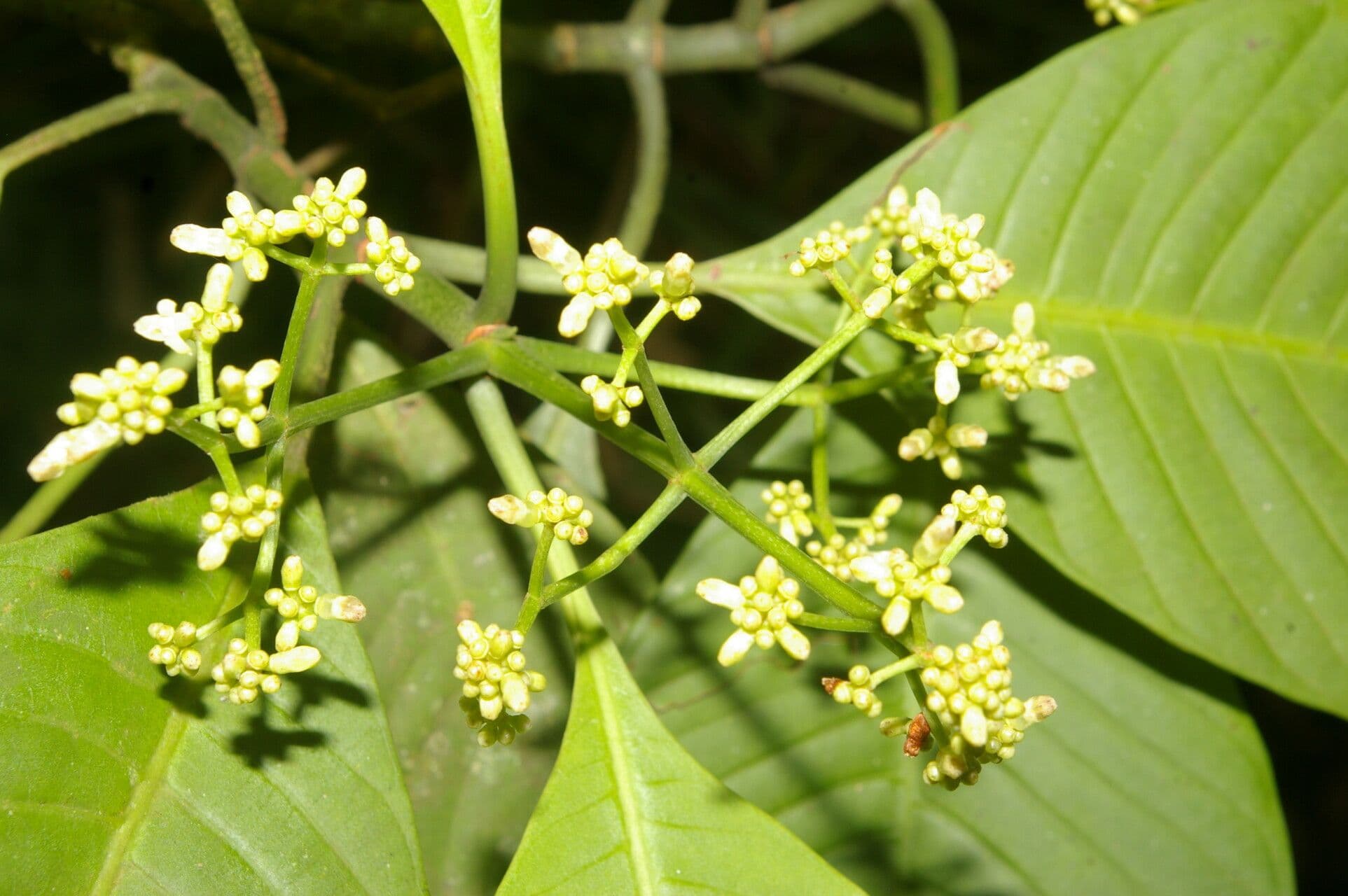 Psychotria 11