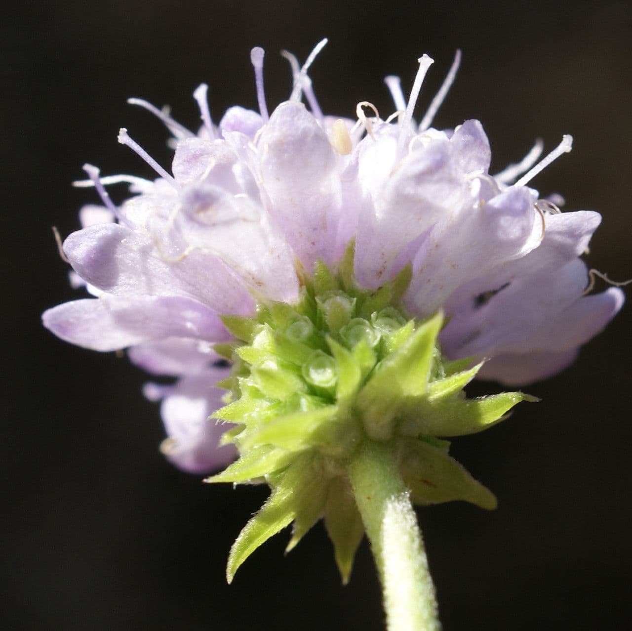 Succisella 6