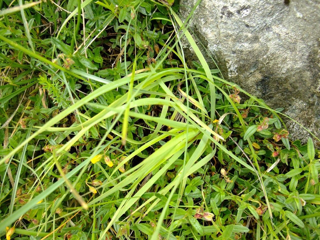 Bupleuro ranuncoloide 15