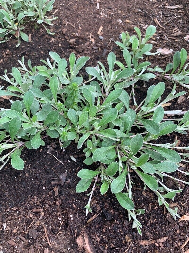 Antennaria parvifolia 11