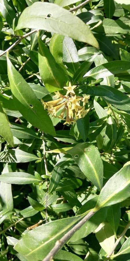 Cestrum 6
