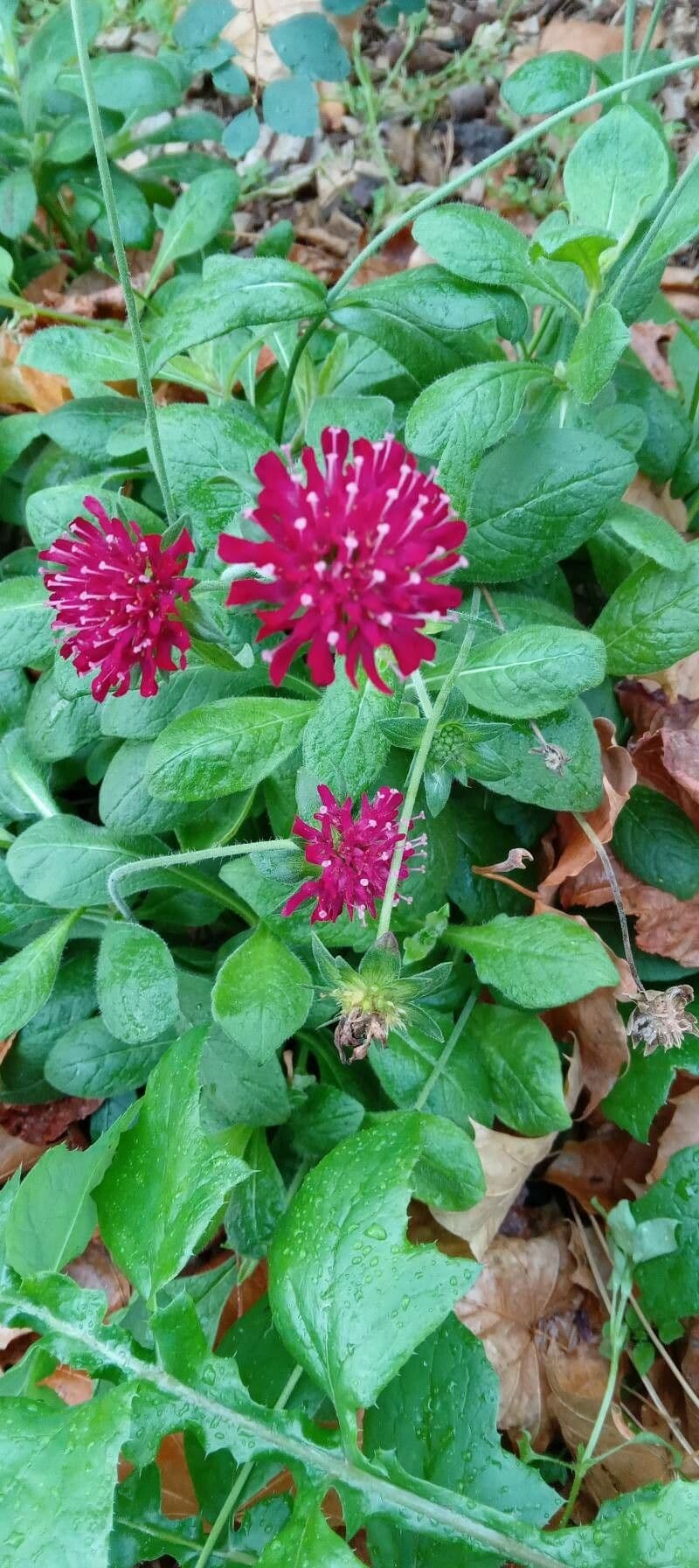 Knautia 14