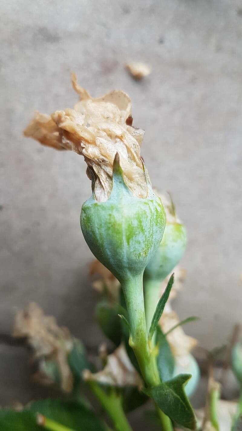 Platycodon à grandes fleurs 5