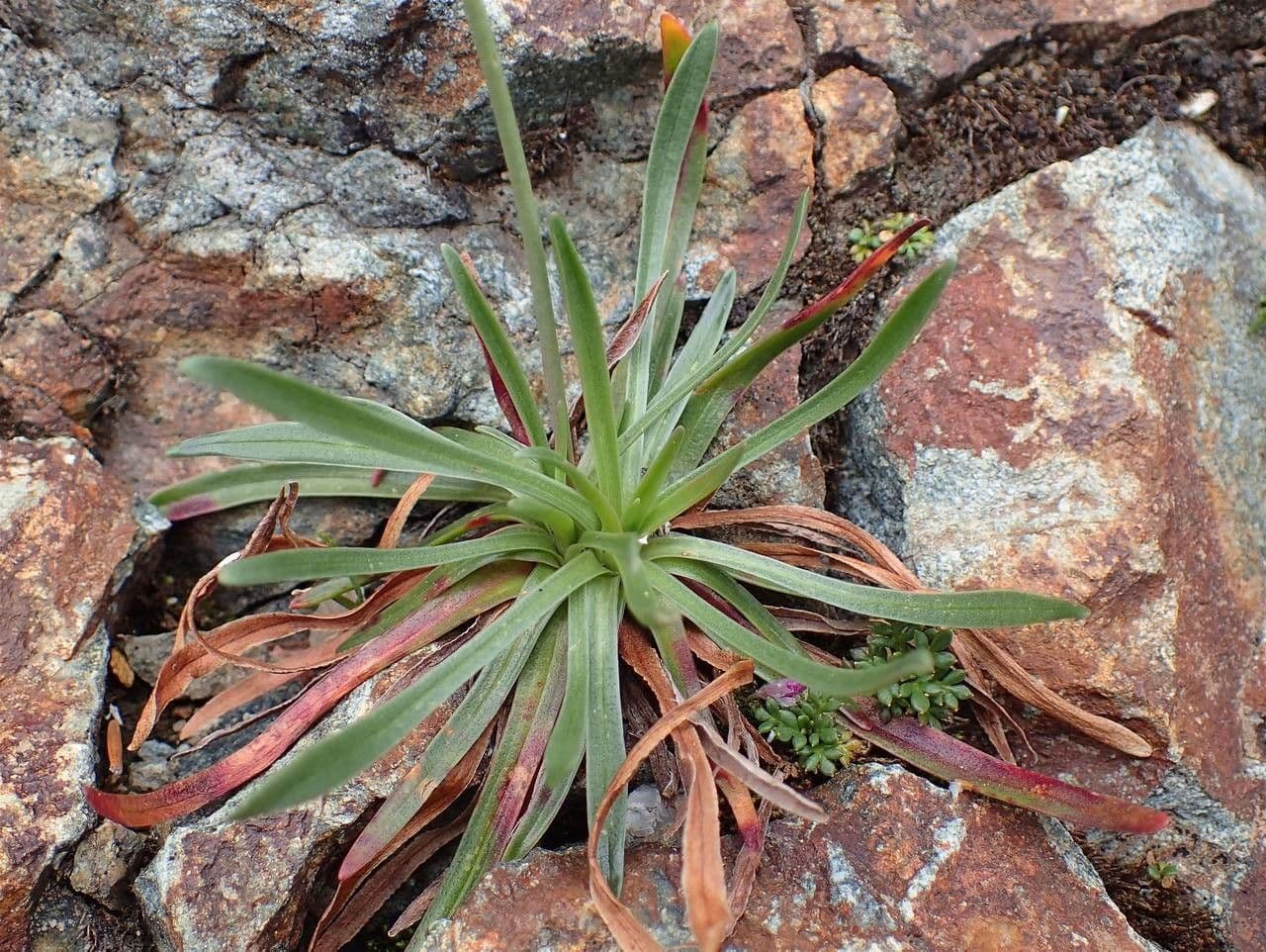 Armeria alpina 11
