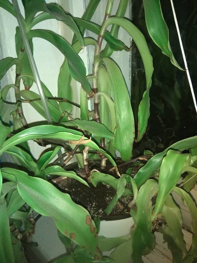 Epidendrum z Atacazo 14