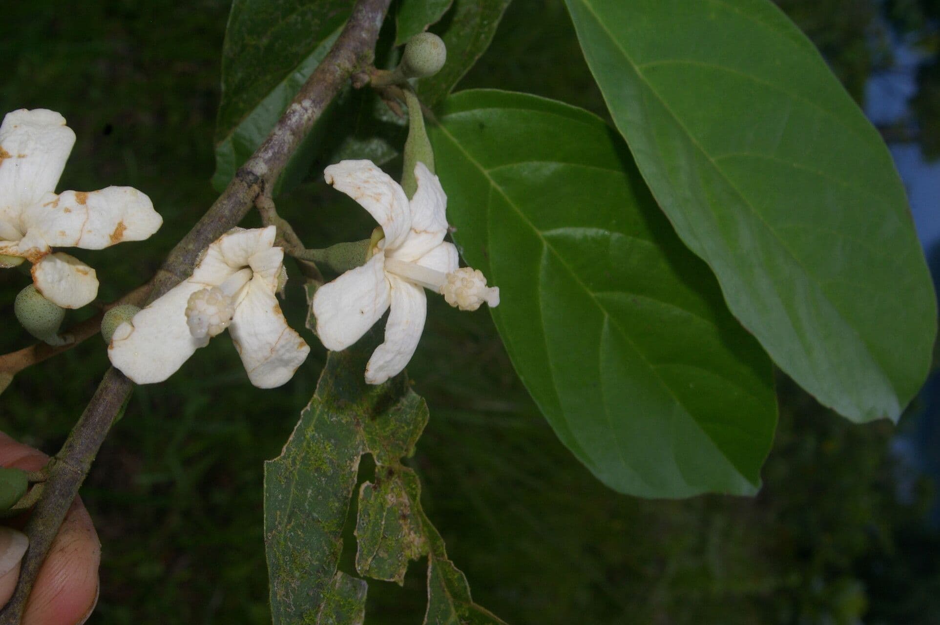 Quararibea 3