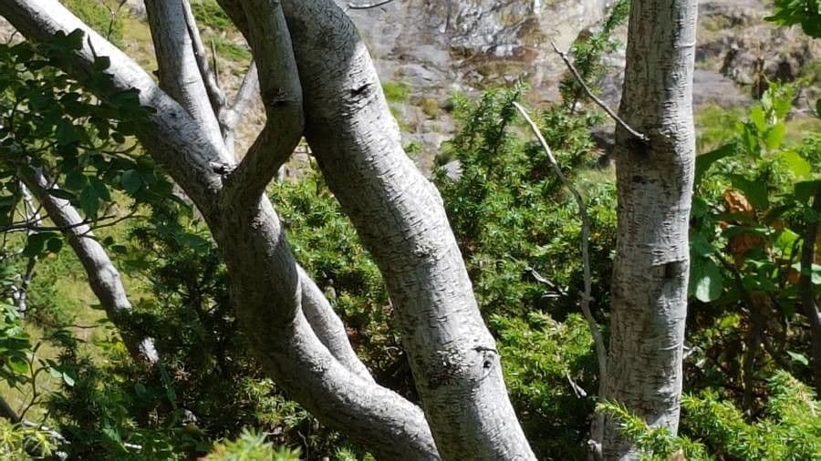 Řešetlák alpský 23