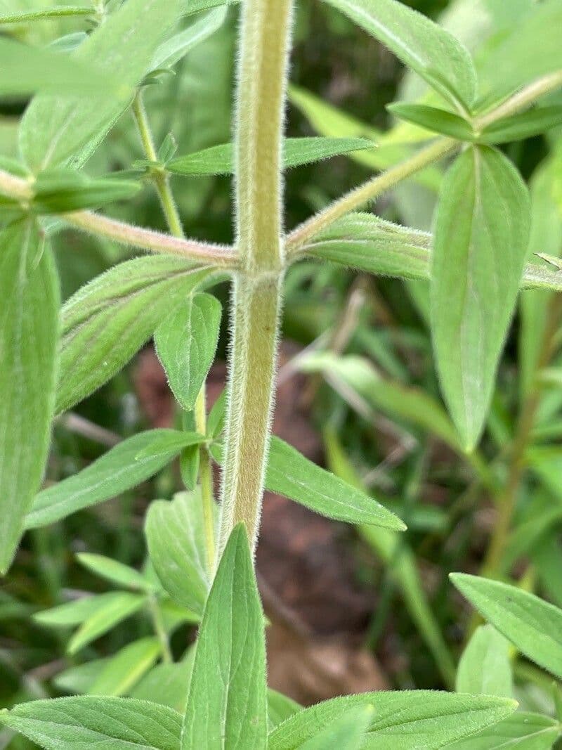 Pycnanthemum verticillatum 16