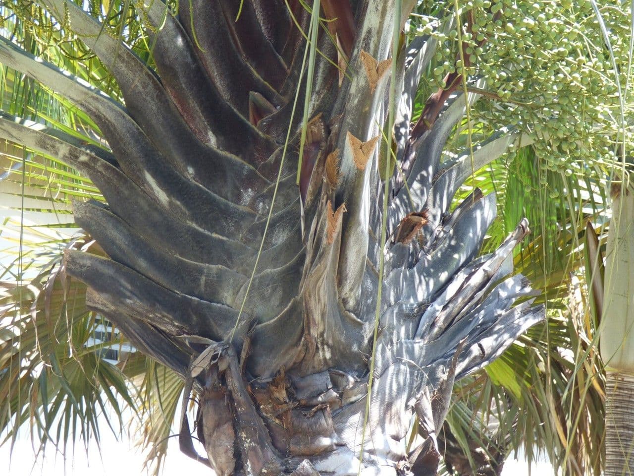 Palma triangular 25