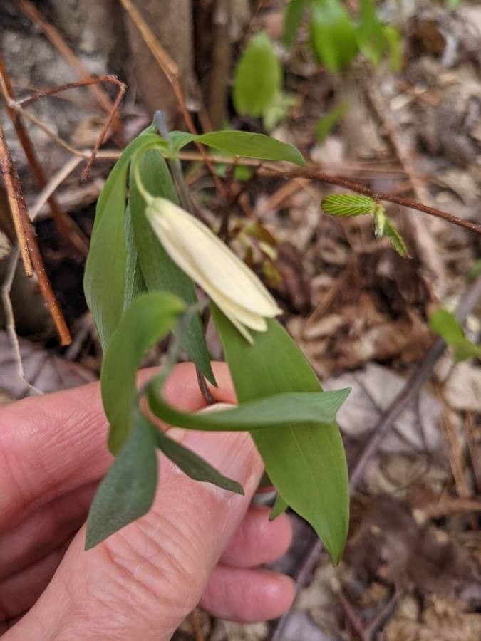 Uvularia sessilifolia