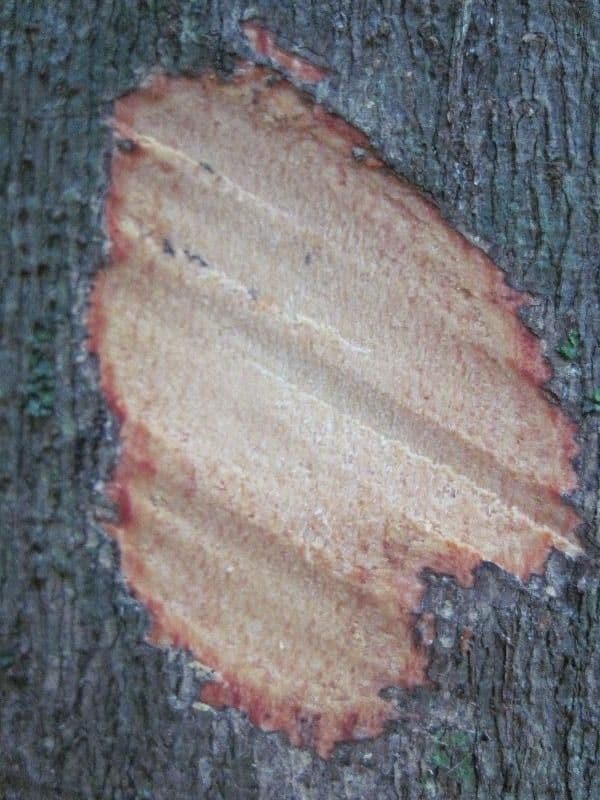 Eperua 21