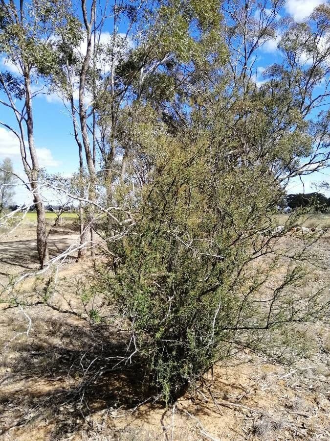 Bursaria spinosa 9
