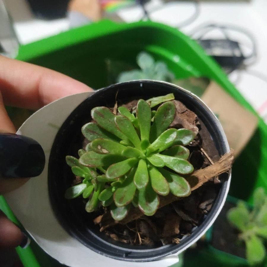 Aeonium sedifolium 7