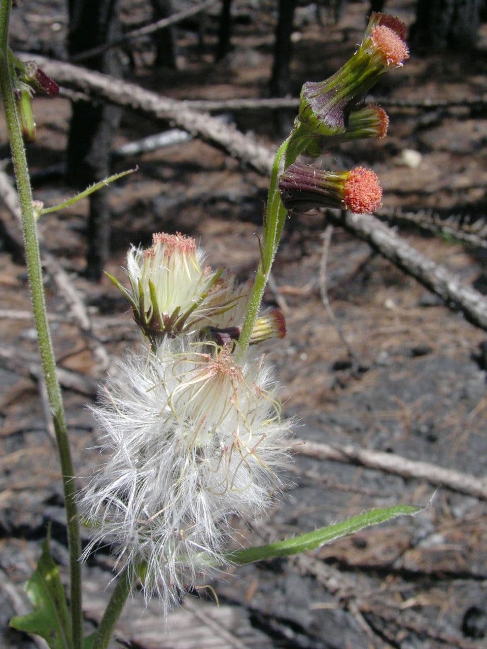 Crassocephalum 4