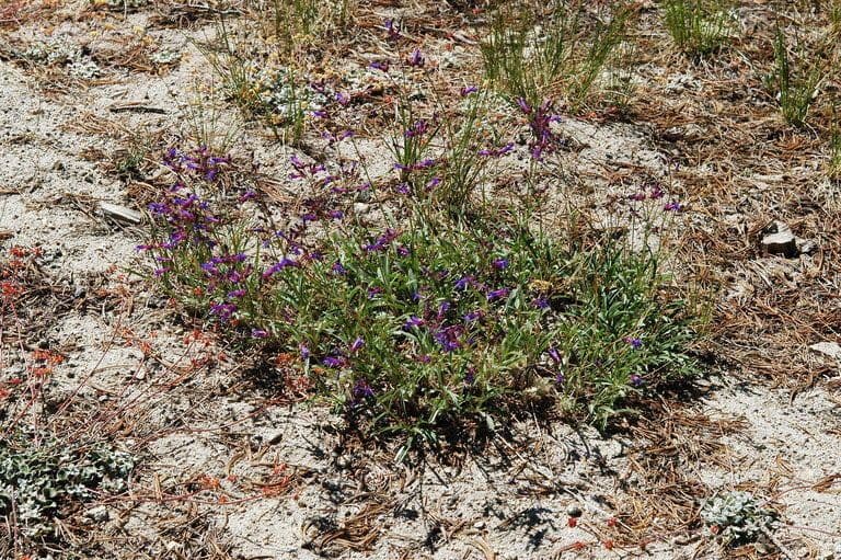 Penstemon esile 7