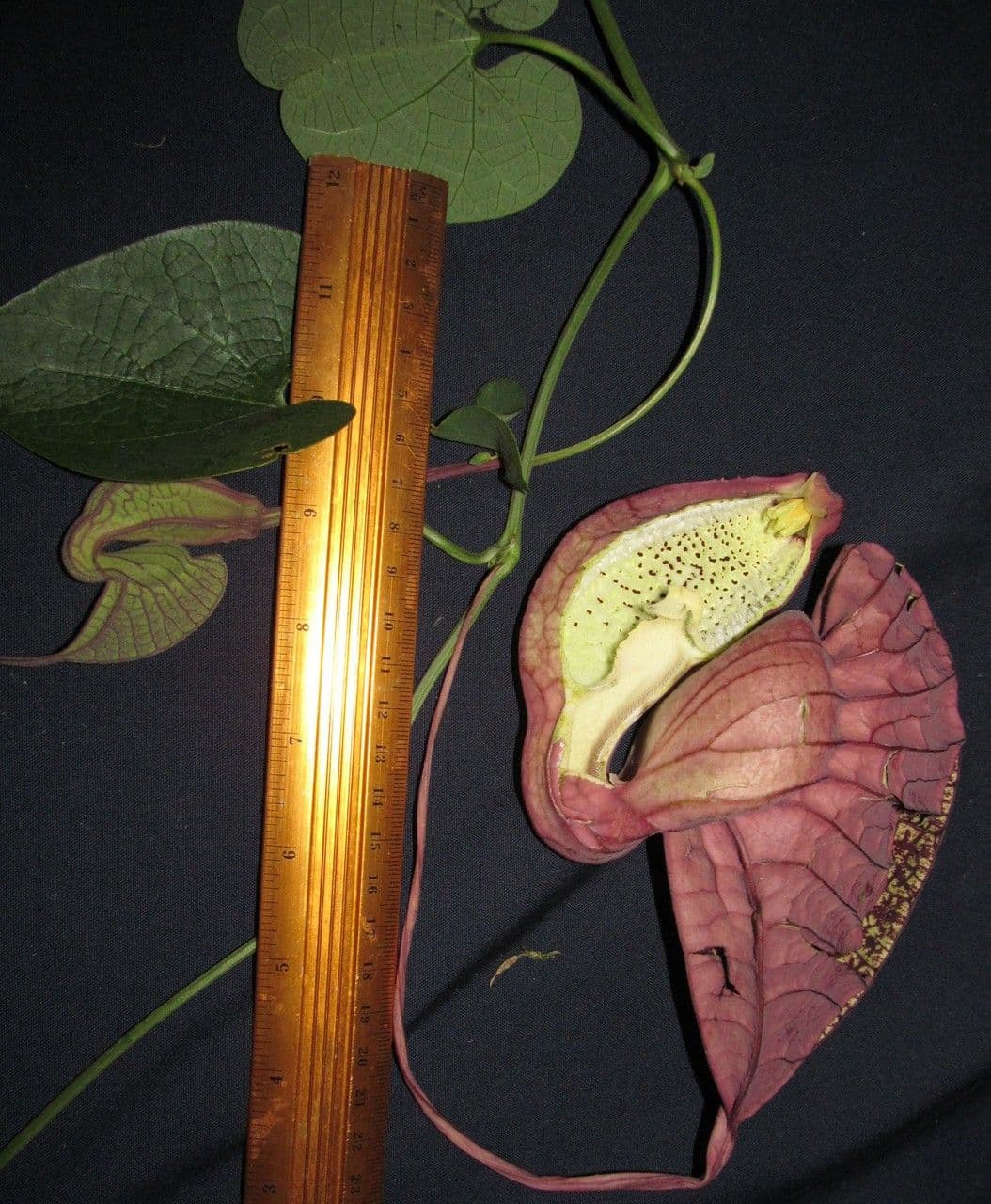 Fiore d'anatra 3