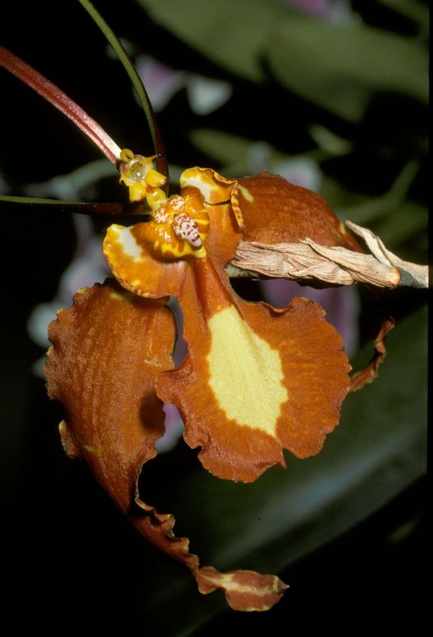 Psychopsis