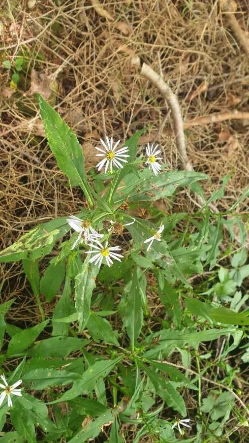Berg-Aster 2