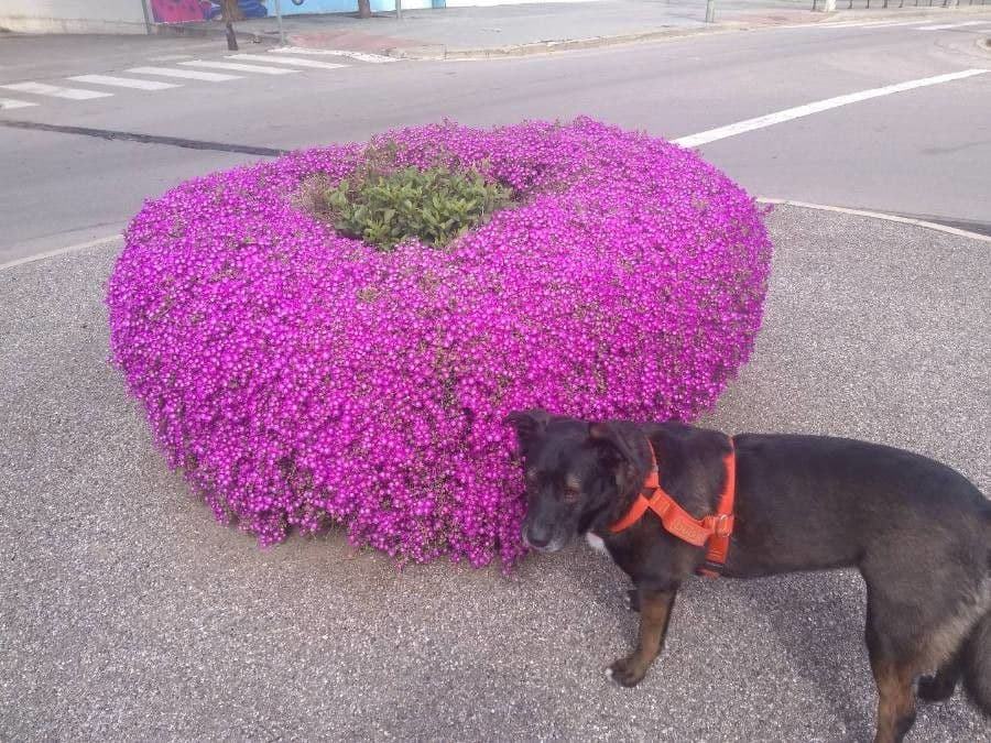 Drosanthemum fleuri 3